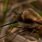 Großer Wollschweber (Bombylius major)