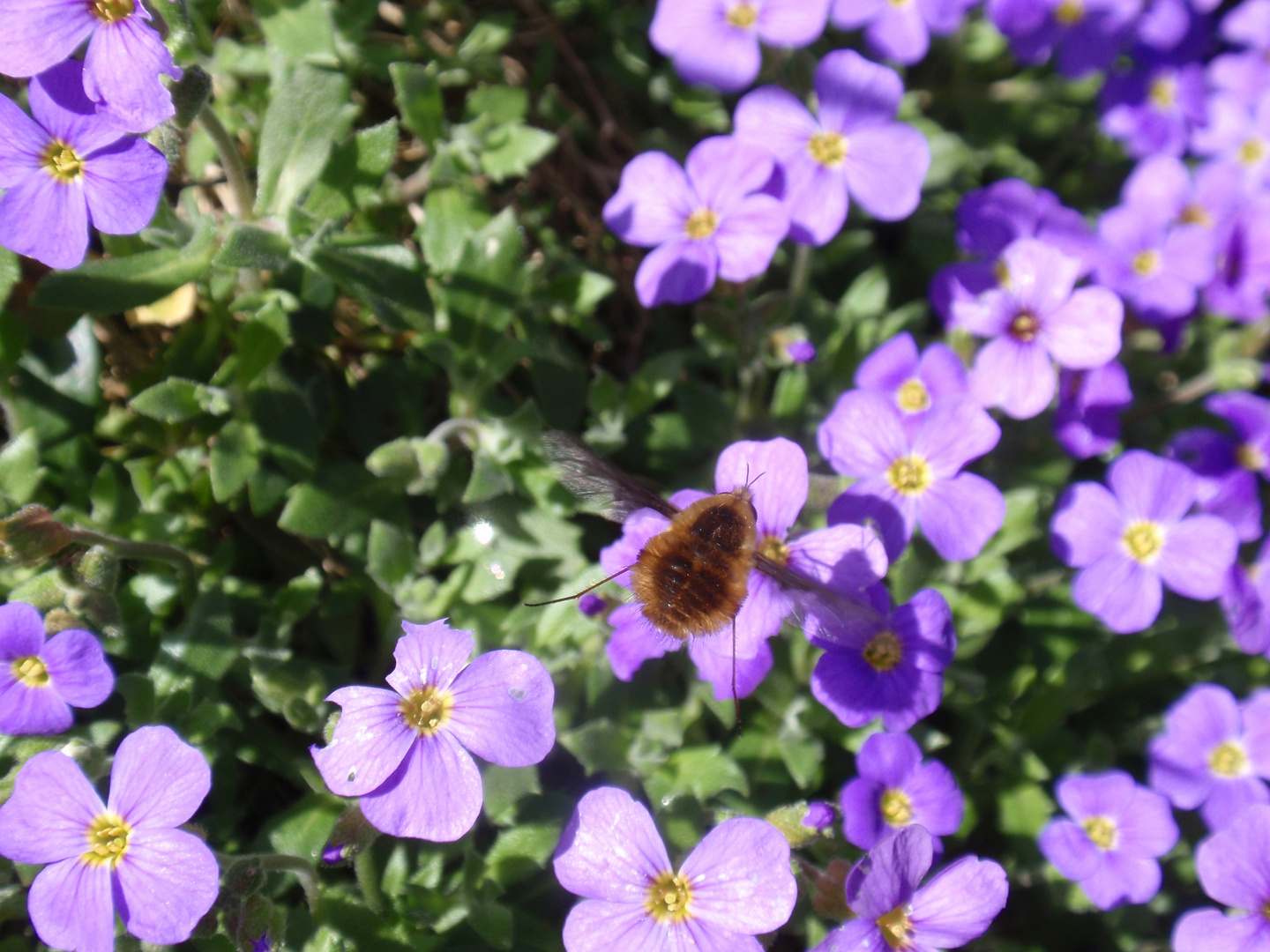 Großer Wollschweber (Bombylius major) "auf" Garten-Blaukissen (Aubrieta cultorum)