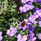 Großer Wollschweber (Bombylius major) "auf" Garten-Blaukissen (Aubrieta cultorum)