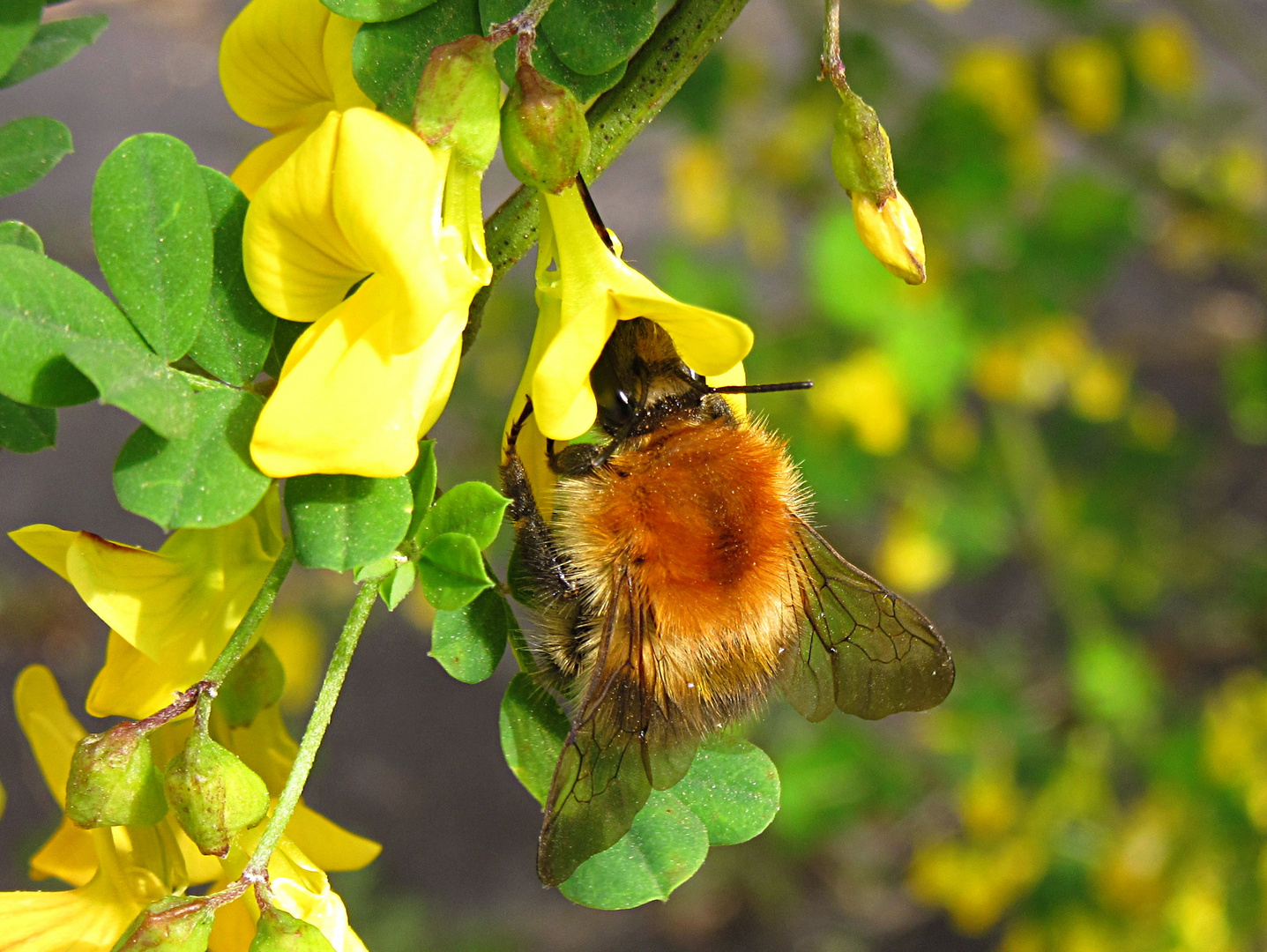 --- Großer Wollschweber (Bombylius major) --- 