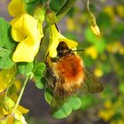 --- Großer Wollschweber (Bombylius major) --- 