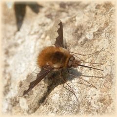 Großer Wollschweber (Bombylius major) beim "Sonnenbad"