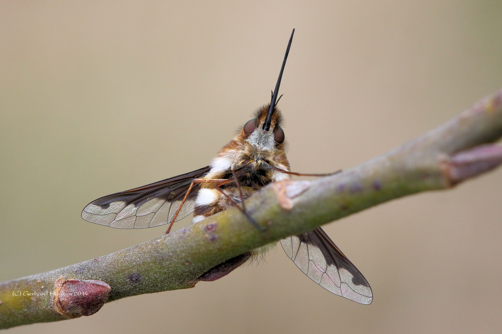 Großer Wollschweber (Bombylius major)