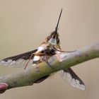 Großer Wollschweber (Bombylius major)