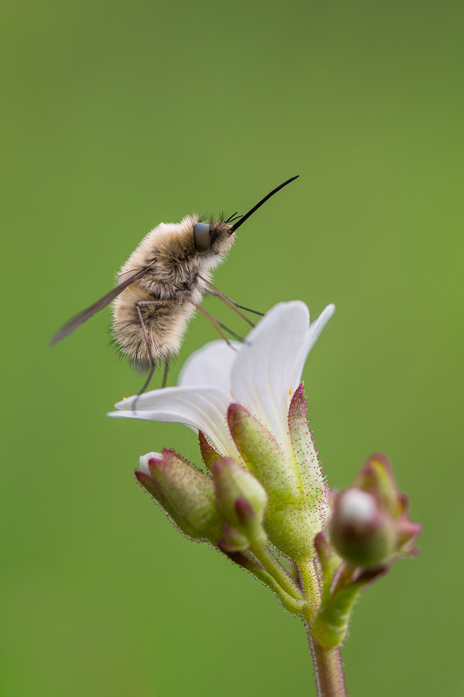 Großer Wollschweber (Bombylius major)