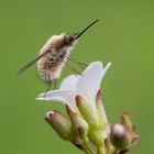 Großer Wollschweber (Bombylius major)