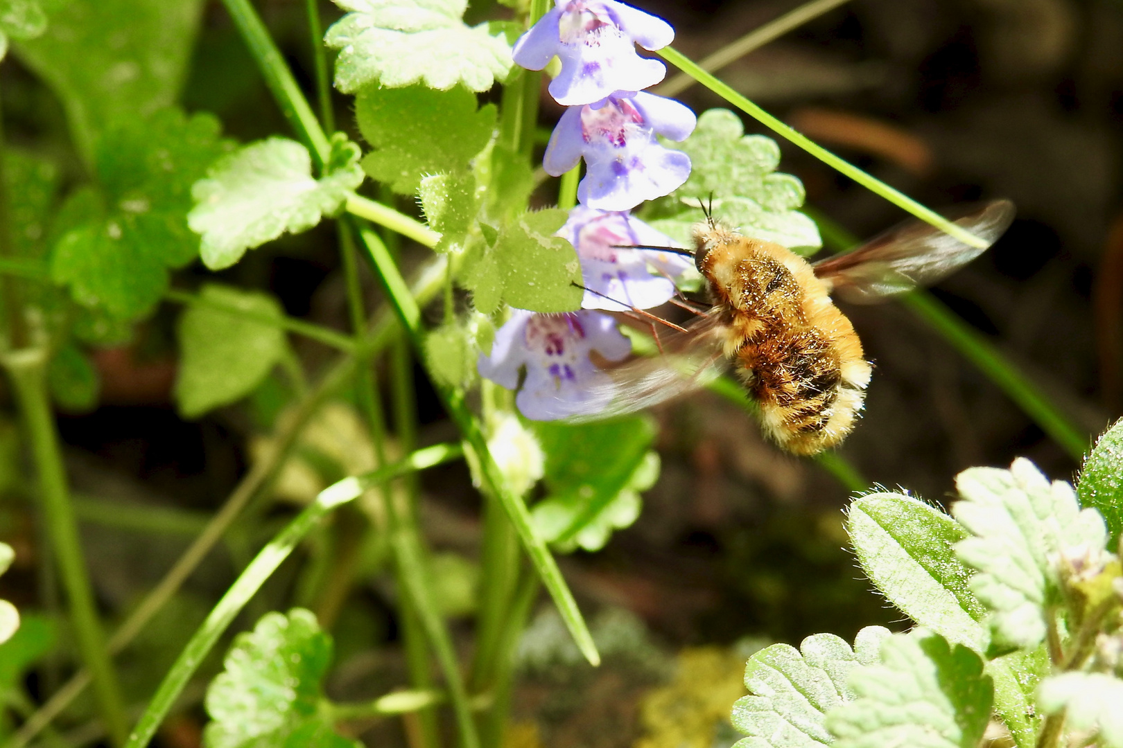 Großer Wollschweber (Bombylius major)