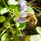 Großer Wollschweber (Bombylius major)