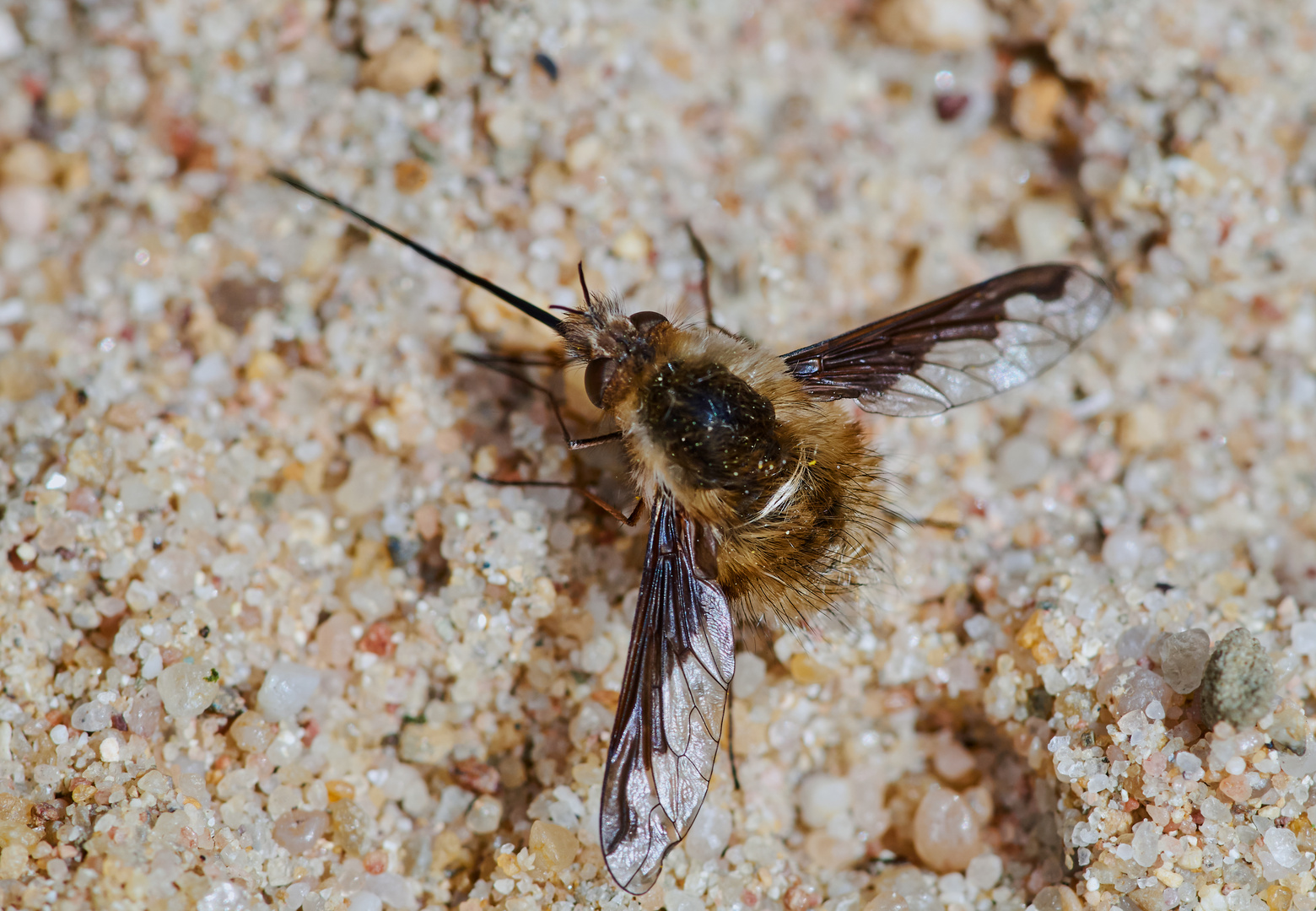 Großer Wollschweber (Bombylius major)