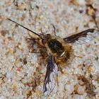 Großer Wollschweber (Bombylius major)