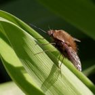 Großer Wollschweber (Bombylius major)