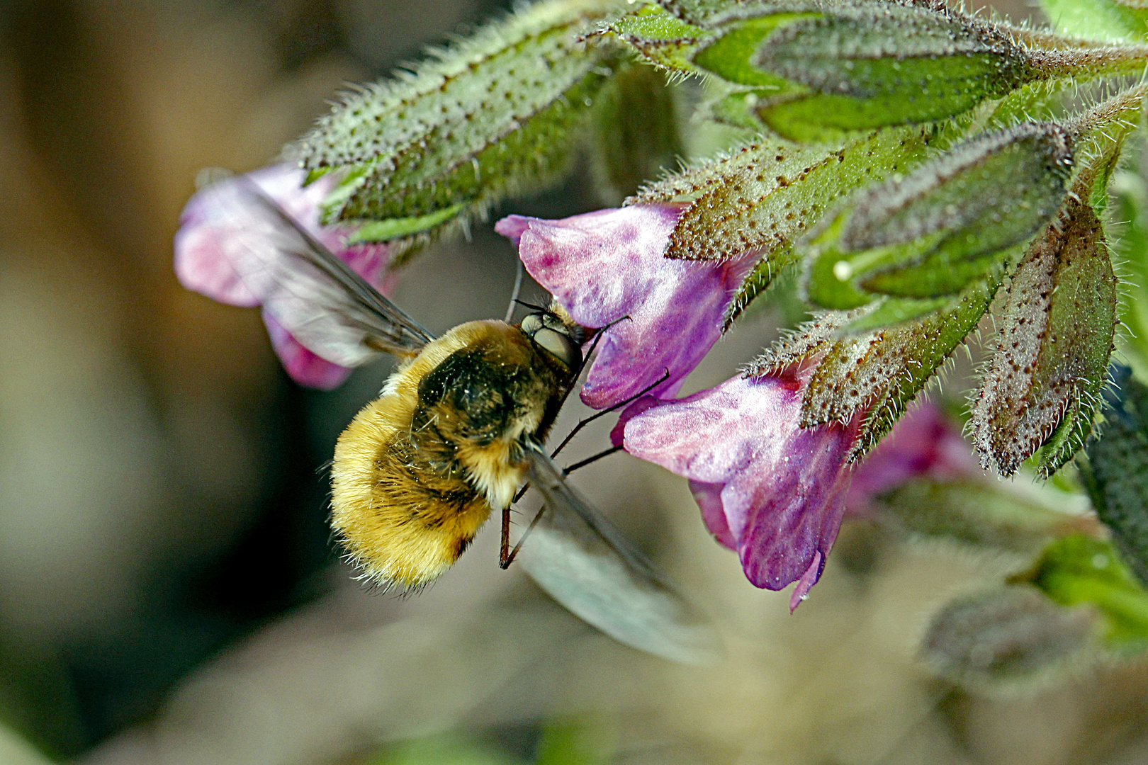 Großer Wollschweber (Bombylius major)