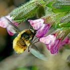 Großer Wollschweber (Bombylius major)