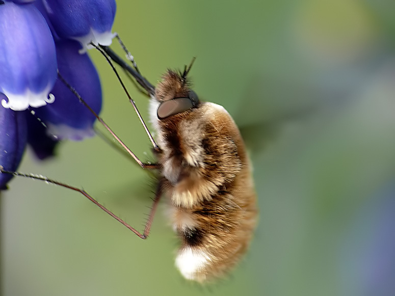 Großer Wollschweber (Bombylius major)