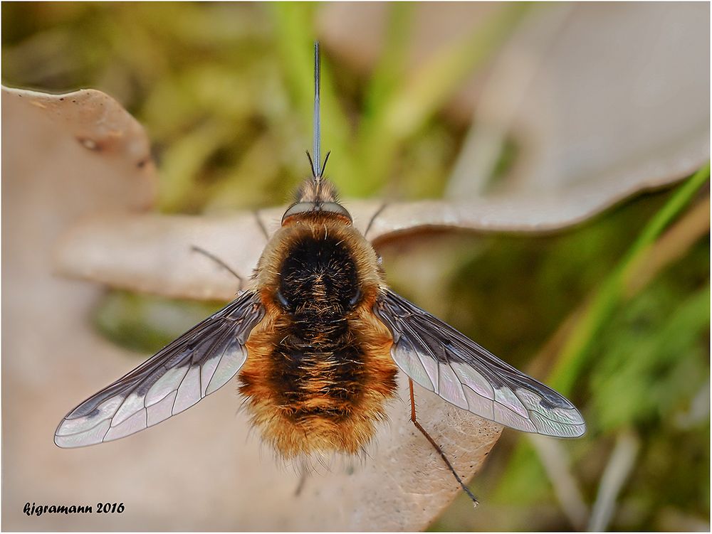 großer wollschweber (bombylius major)....