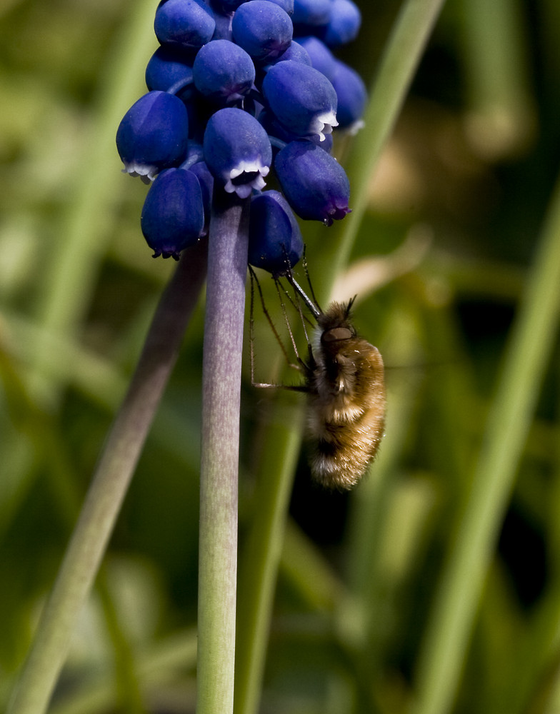 Großer Wollschweber (Bombylius major)