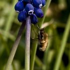 Großer Wollschweber (Bombylius major)