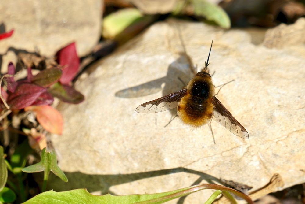 Großer Wollschweber (Bombylius major)