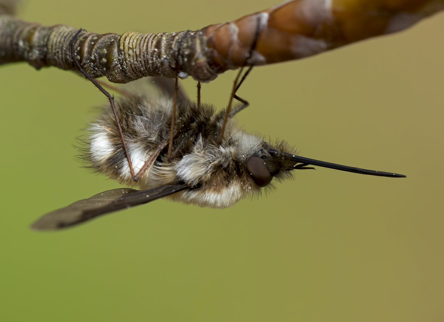 Großer Wollschweber (Bombylius major)