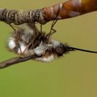 Großer Wollschweber (Bombylius major)