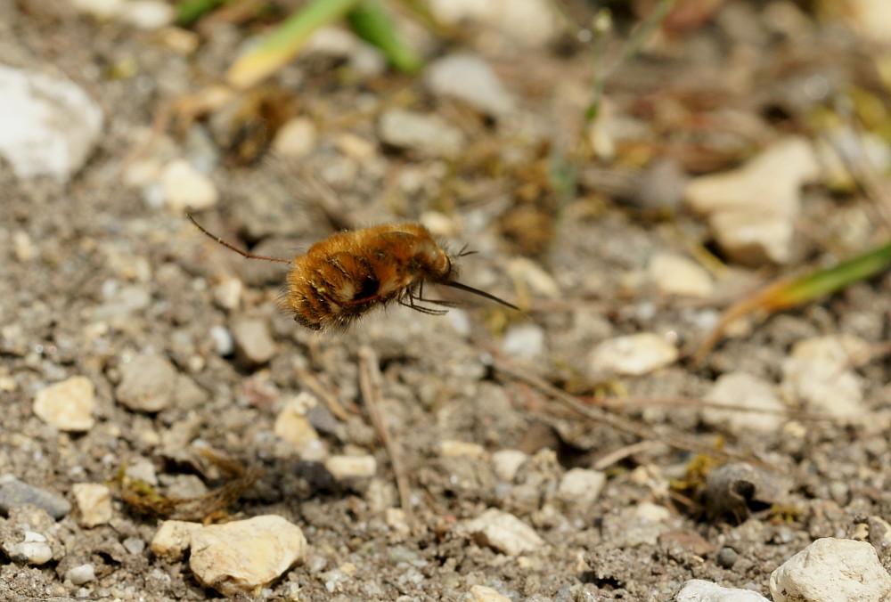 Grosser Wollschweber (Bombylius major) I