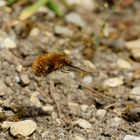 Grosser Wollschweber (Bombylius major) I