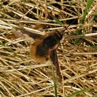 Großer Wollschweber (Bombylius major) im Garten, Düsseldorf, 28.3.2012