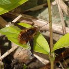 Großer Wollschweber (Bombylius major) im heimischen Garten