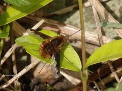 Großer Wollschweber (Bombylius major) im heimischen Garten