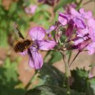 Großer Wollschweber (Bombylius major) im heimischen Garten