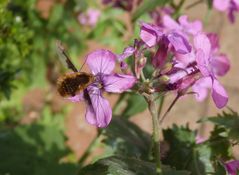 Großer Wollschweber (Bombylius major) im heimischen Garten