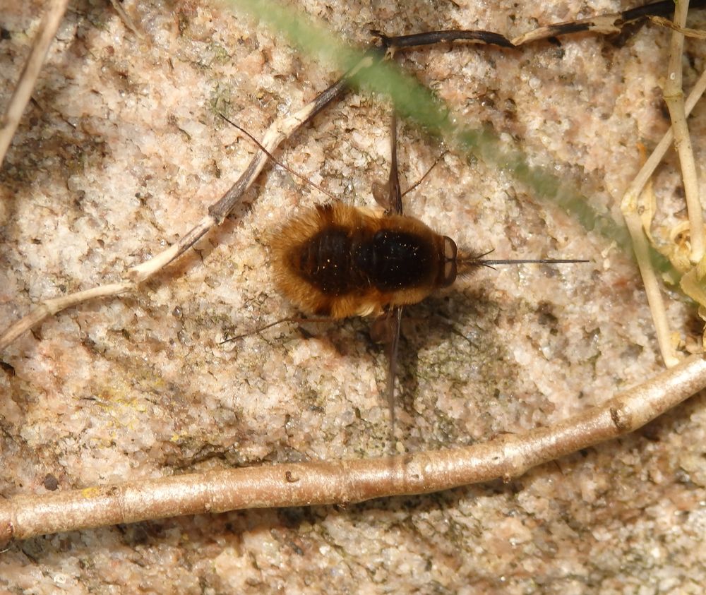 Großer Wollschweber (Bombylius major) im heimischen Garten