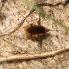 Großer Wollschweber (Bombylius major) im heimischen Garten