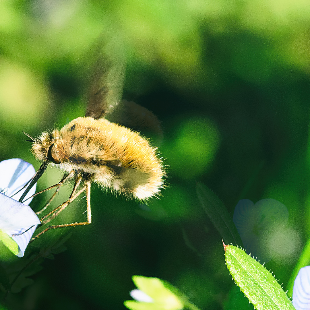 Großer Wollschweber (Bombylius major), large bee-fly