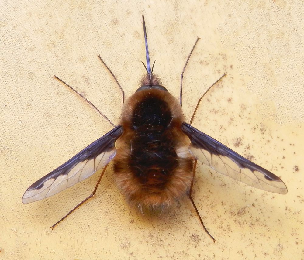 Großer Wollschweber (Bombylius major) - Männchen im Makro