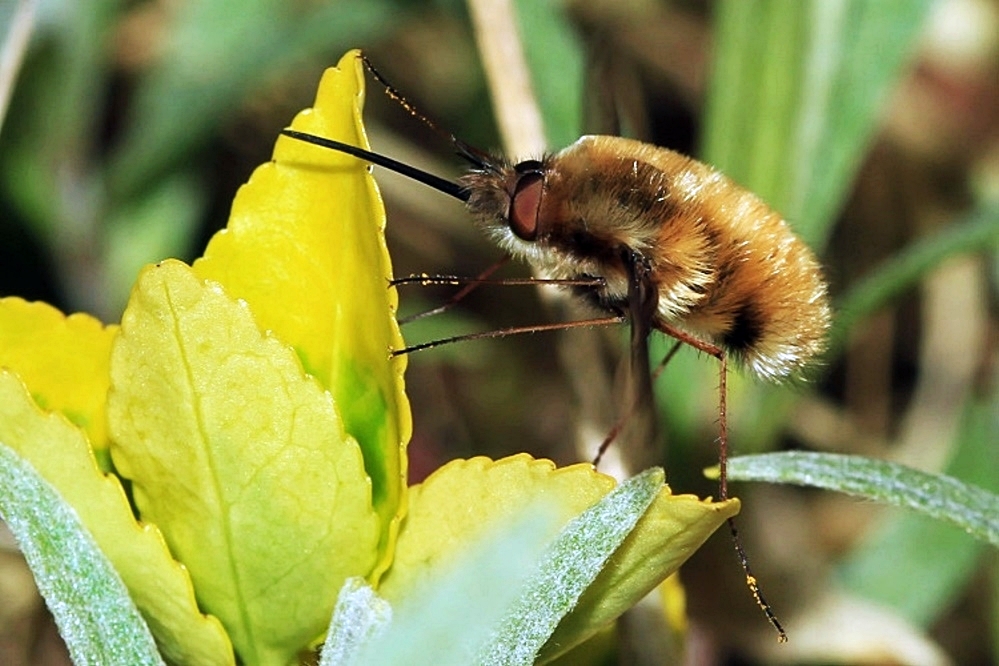 Großer Wollschweber