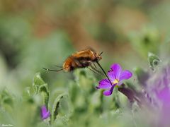 Grosser Wollschweber im Anflug
