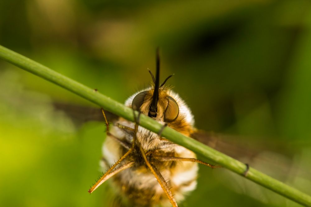 Großer Wollschweber im Anflug