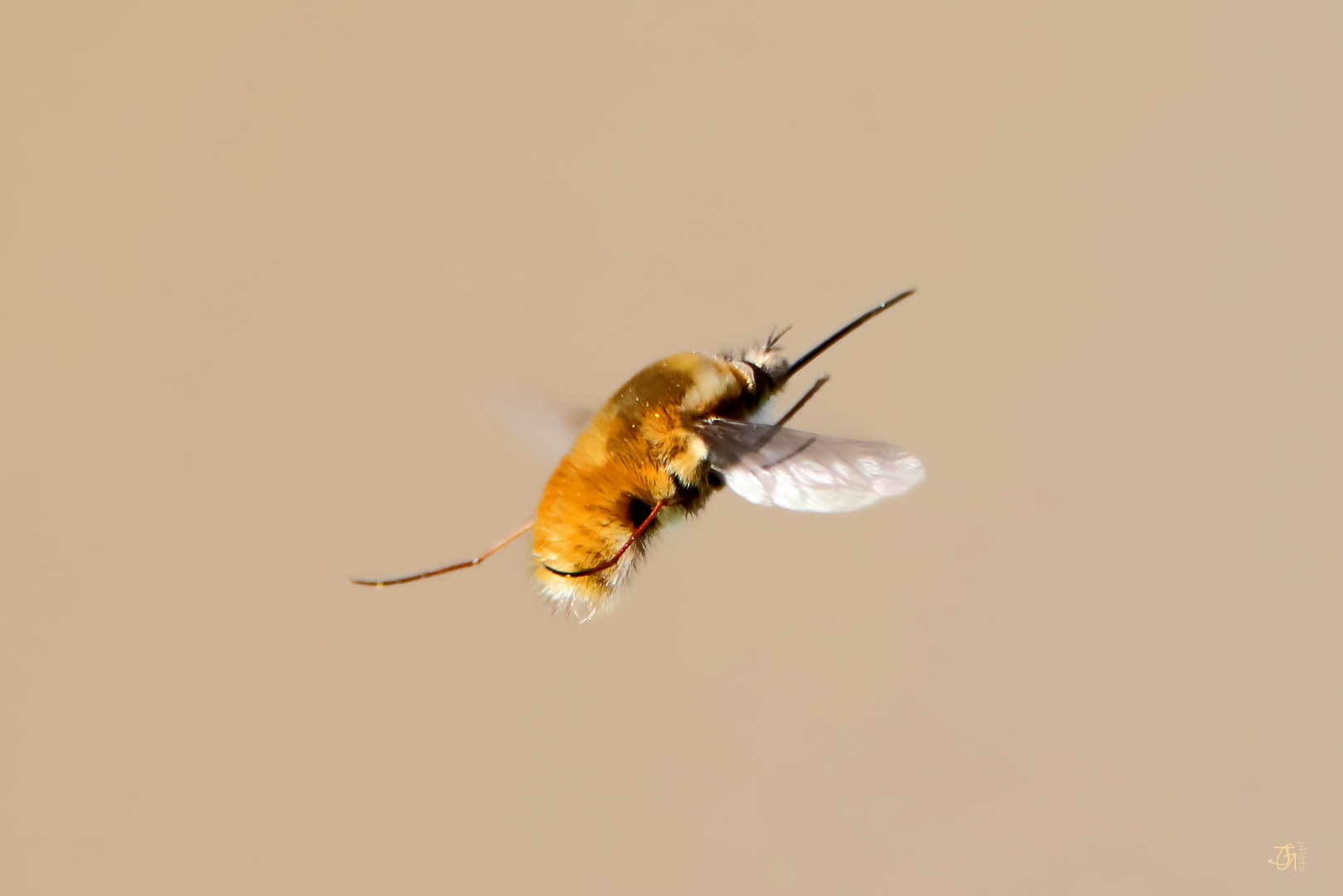 Großer Wollschweber im Flug