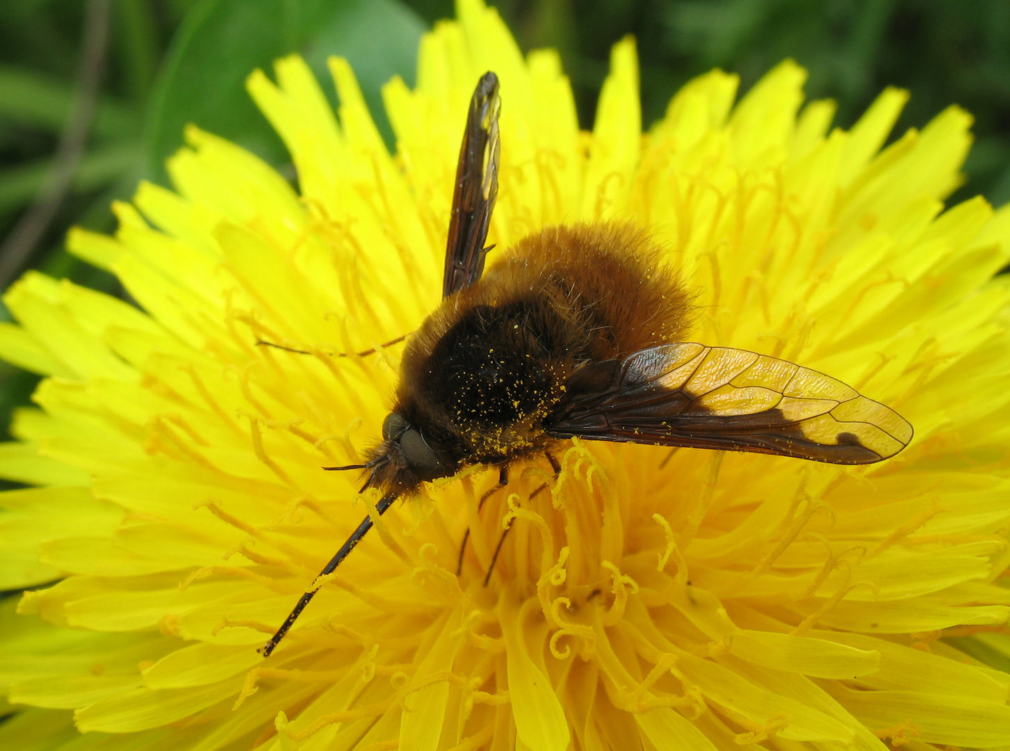 Grosser Wollschweber, Large Bee-fly, gewone wolzwever