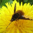 Grosser Wollschweber, Large Bee-fly, gewone wolzwever