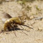 Großer Wollschweber... mit dem Popo im Sand..