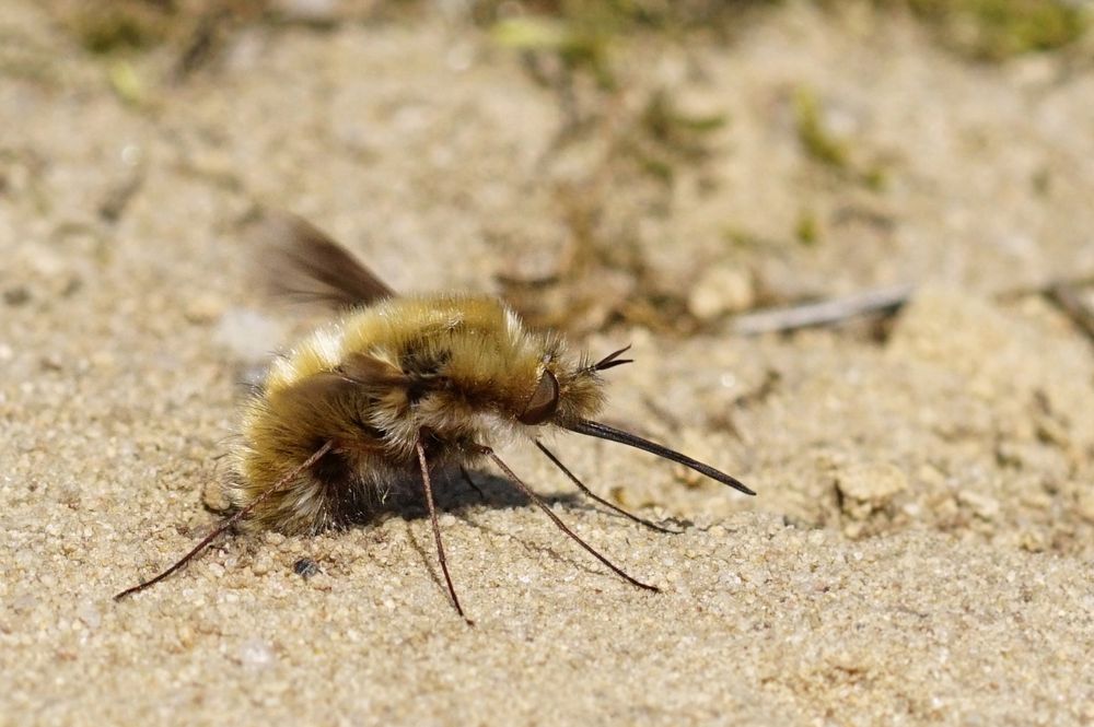 Großer Wollschweber... mit dem Popo im Sand..