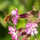 Großer Wollschweber und rote Lichtnelke