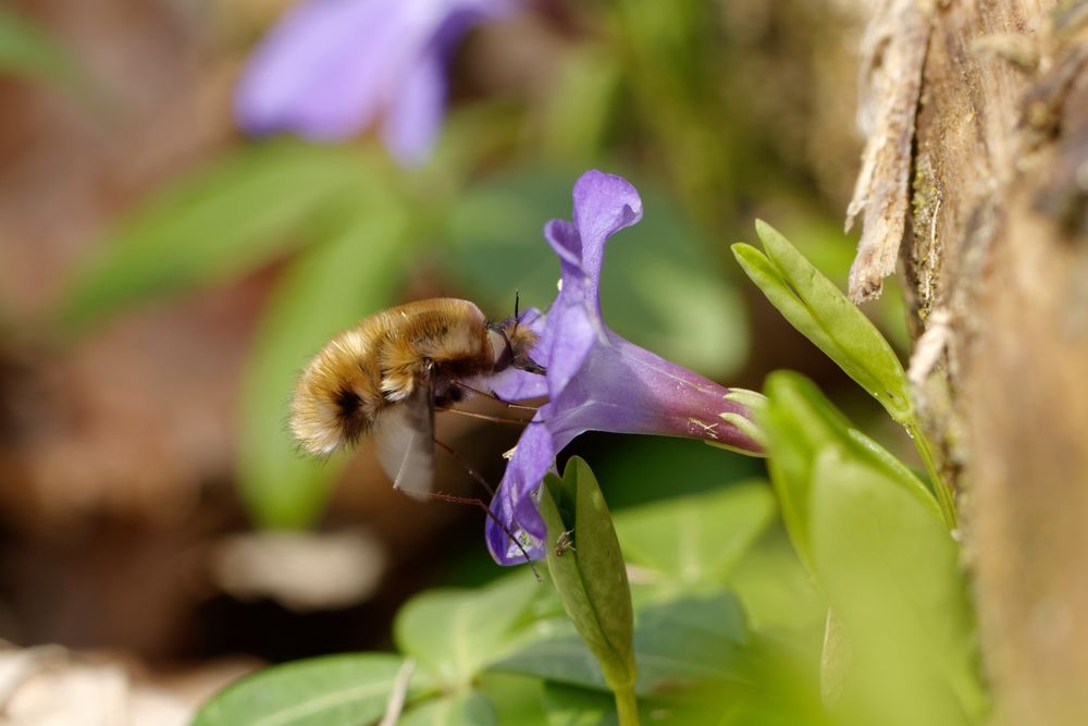 Großer Wollschweber(Bombylius major)  am Immergrün