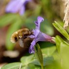 Großer Wollschweber(Bombylius major)  am Immergrün