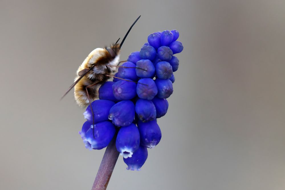 Großer Wollschweber(Bombylius major) 