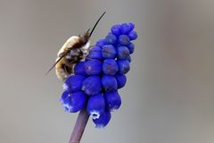 Großer Wollschweber(Bombylius major) 