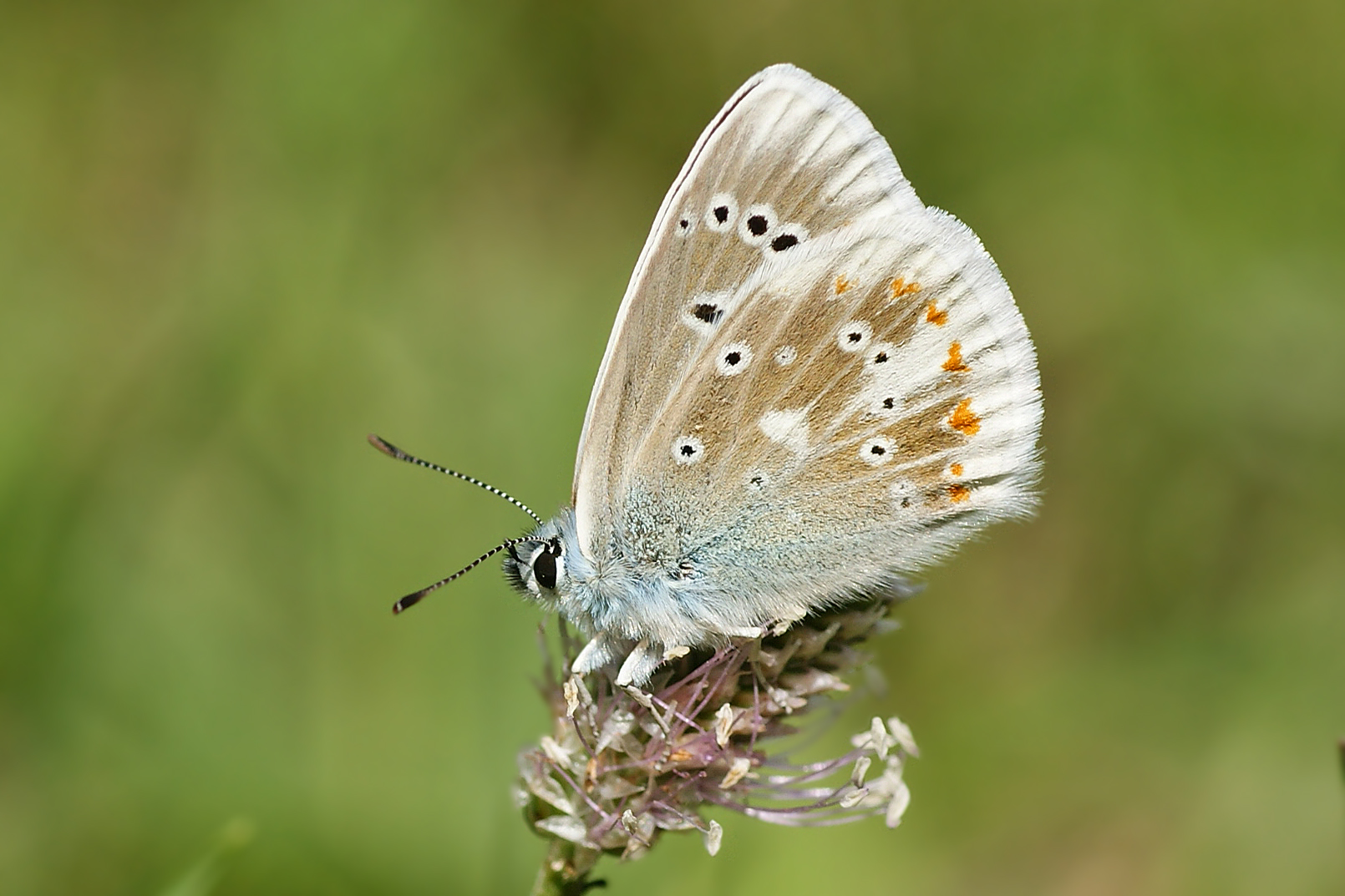 Großer Wundklee-Bläuling (Polyommatus dorylas), Männchen