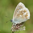 Großer Wundklee-Bläuling (Polyommatus dorylas), Männchen